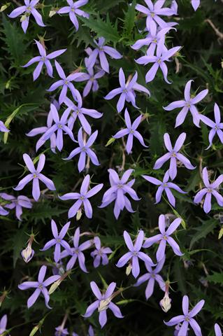 Photos von Blumenvarianten benutzt als: Topf und Beet Laurentia Gemini Blue