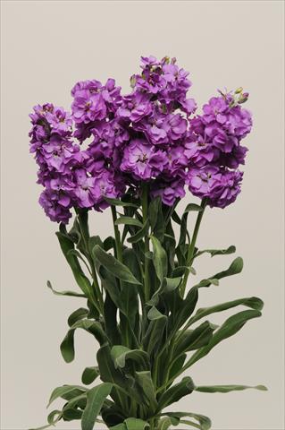 Photos von Blumenvarianten benutzt als: Topf und Beet Matthiola incana Katz Blue