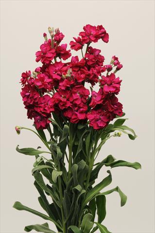 photo of flower to be used as: Pot and bedding Matthiola incana Katz Ruby