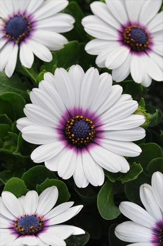 Photos von Blumenvarianten benutzt als: Topf und Beet Osteospermum ecklonis Akila White with Purple Eye