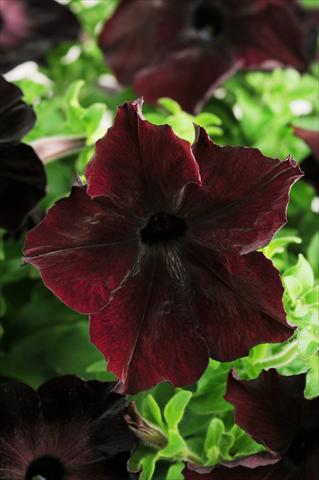 Photos von Blumenvarianten benutzt als: Topf, Terrasse, Ampel. Petunia grandiflora Sophistica Blackberry