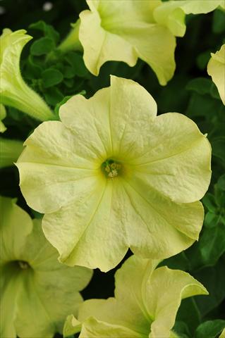Photos von Blumenvarianten benutzt als: Topf, Terrasse, Ampel. Petunia grandiflora Sophistica Lime Green