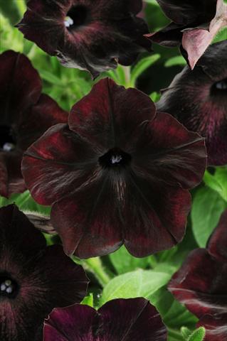 Photos von Blumenvarianten benutzt als: Topf, Terrasse, Ampel. Petunia multiflora Debonair Black Cherry