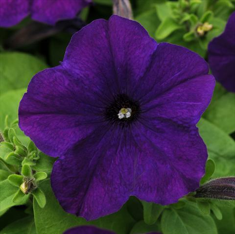 Photos von Blumenvarianten benutzt als: Topf, Terrasse, Ampel. Petunia multiflora Lo Rider Blue