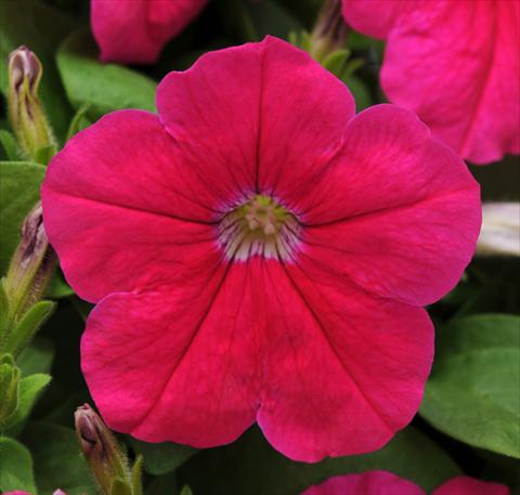 Photos von Blumenvarianten benutzt als: Topf, Terrasse, Ampel. Petunia multiflora Lo Rider Pink