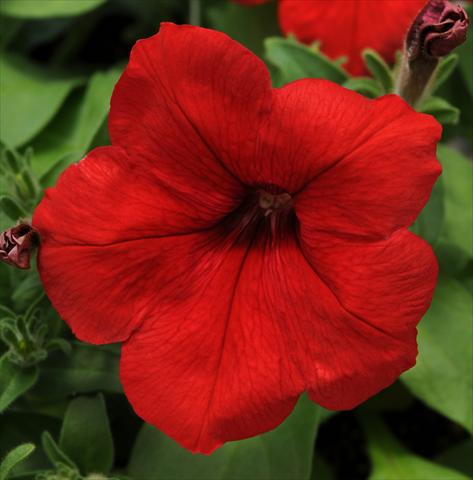 Photos von Blumenvarianten benutzt als: Topf, Terrasse, Ampel. Petunia multiflora Lo Rider Red