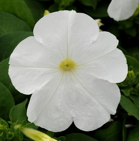 Photos von Blumenvarianten benutzt als: Topf, Terrasse, Ampel. Petunia multiflora Lo Rider White