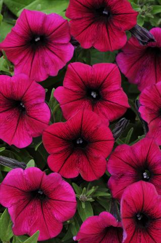 Photos von Blumenvarianten benutzt als: Topf, Terrasse, Ampel. Petunia x hybrida Shock Wave™ Deep Purple