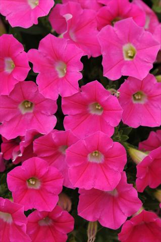 Photos von Blumenvarianten benutzt als: Topf, Terrasse, Ampel. Petunia x hybrida Shock Wave™ Rose