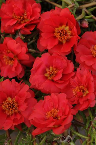 Photos von Blumenvarianten benutzt als: Topf, Beet, Terrasse, Ampel Portulaca Happy Trails Deep Red