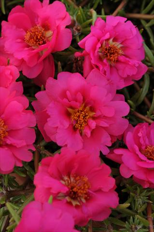 Photos von Blumenvarianten benutzt als: Topf, Beet, Terrasse, Ampel Portulaca Happy Trails Fuchsia