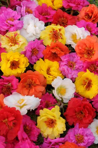 Photos von Blumenvarianten benutzt als: Topf, Beet, Terrasse, Ampel Portulaca Happy Trails Mixture