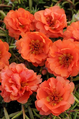 Photos von Blumenvarianten benutzt als: Topf, Beet, Terrasse, Ampel Portulaca Happy Trails Orange