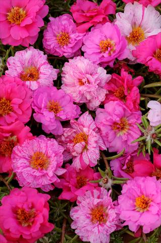 Photos von Blumenvarianten benutzt als: Topf, Beet, Terrasse, Ampel Portulaca Happy Trails Pink Passion Mixture