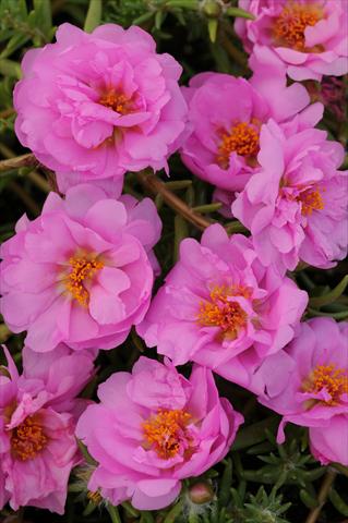 Photos von Blumenvarianten benutzt als: Topf, Beet, Terrasse, Ampel Portulaca Happy Trails Pink