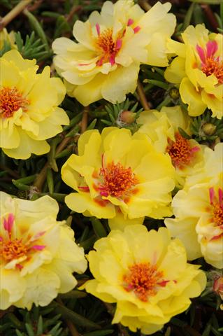 Photos von Blumenvarianten benutzt als: Topf, Beet, Terrasse, Ampel Portulaca Happy Trails Primrose