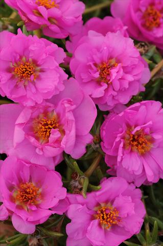 Photos von Blumenvarianten benutzt als: Topf, Beet, Terrasse, Ampel Portulaca Happy Trails Rosita