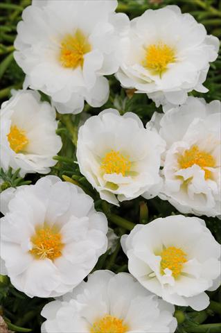 Photos von Blumenvarianten benutzt als: Topf, Beet, Terrasse, Ampel Portulaca Happy Trails White