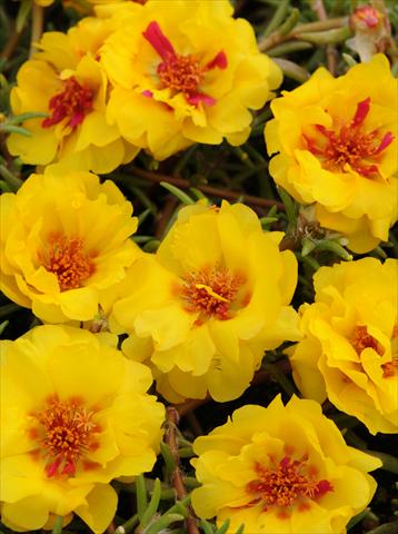 Photos von Blumenvarianten benutzt als: Topf, Beet, Terrasse, Ampel Portulaca Happy Trails Yellow