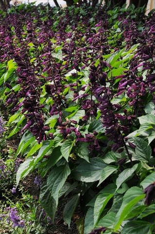 Photos von Blumenvarianten benutzt als: Topf und Beet Salvia splendens Lighthouse Collection Purple