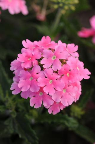 Photos von Blumenvarianten benutzt als: Topf, Terrasse, Ampel. Verbena Quartz XP Pink