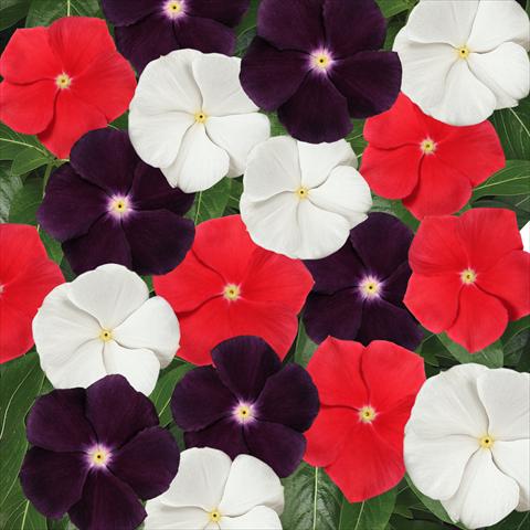 Photos von Blumenvarianten benutzt als: Topf und Beet Catharanthus roseus - Vinca Jams 