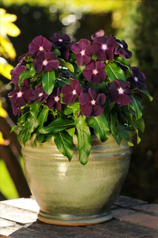Photos von Blumenvarianten benutzt als: Topf und Beet Catharanthus roseus - Vinca Jams 