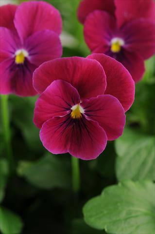 Photos von Blumenvarianten benutzt als: Topf, Beet, Terrasse, Ampel Viola cornuta Sorbet™ Carmine Rose
