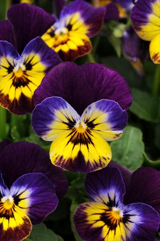 Photos von Blumenvarianten benutzt als: Topf, Beet, Terrasse, Ampel Viola cornuta Sorbet™ Midnight Glow