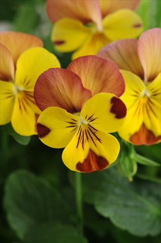 Photos von Blumenvarianten benutzt als: Topf, Beet, Terrasse, Ampel Viola cornuta Sorbet™ Peach Melba