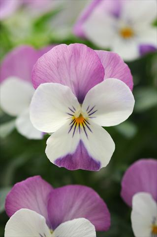 Photos von Blumenvarianten benutzt als: Topf, Beet, Terrasse, Ampel Viola cornuta Sorbet™ Pink Wing