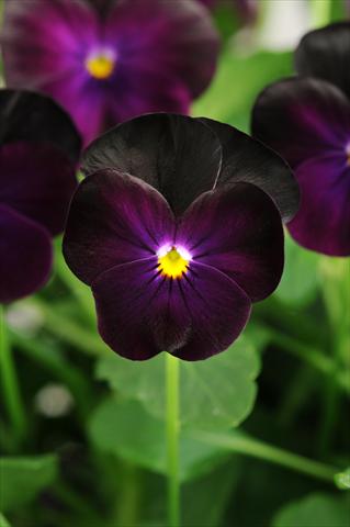 Photos von Blumenvarianten benutzt als: Topf, Beet, Terrasse, Ampel Viola cornuta Sorbet™ XP Blackberry