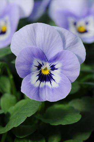Photos von Blumenvarianten benutzt als: Topf, Beet, Terrasse, Ampel Viola cornuta Sorbet™ XP Marina