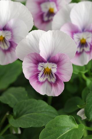 Photos von Blumenvarianten benutzt als: Topf, Beet, Terrasse, Ampel Viola cornuta Sorbet™ XP Pink Halo