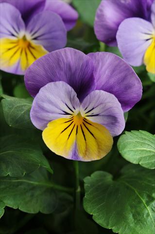 Photos von Blumenvarianten benutzt als: Topf, Beet, Terrasse, Ampel Viola cornuta Sorbet™ XP Yellow Frost