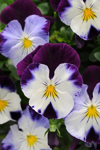 Photos von Blumenvarianten benutzt als: Topf, Beet, Terrasse, Ampel Viola wittrockiana Cool Wave Violet Wing
