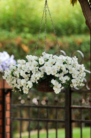 Photos von Blumenvarianten benutzt als: Topf, Beet, Terrasse, Ampel Viola wittrockiana Cool Wave White