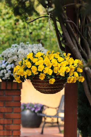Photos von Blumenvarianten benutzt als: Topf, Beet, Terrasse, Ampel Viola wittrockiana Cool Wave Yellow