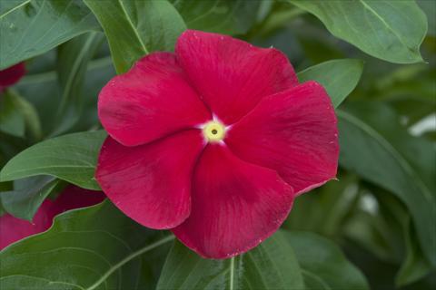 Photos von Blumenvarianten benutzt als: Topf und Beet Catharanthus roseus - Vinca Cora Red