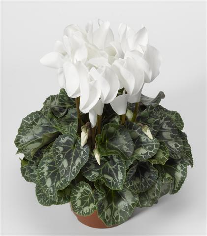 Photos von Blumenvarianten benutzt als: Ampel/Topf Cyclamen persicum Rainier F1 White North