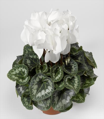 Photos von Blumenvarianten benutzt als: Ampel/Topf Cyclamen persicum Rainier F1 White South