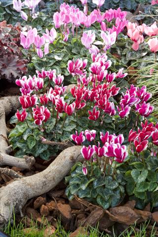 Photos von Blumenvarianten benutzt als: Ampel/Topf Cyclamen persicum mini Snowridge F1