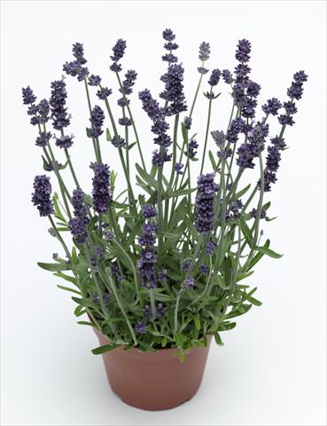 Photos von Blumenvarianten benutzt als: Topf und Beet Lavandula angustifolia Sentivia Early Blue