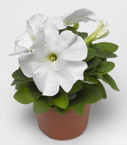 Photos von Blumenvarianten benutzt als: Topf, Beet, Terrasse, Ampel Petunia grandiflora Duvet White