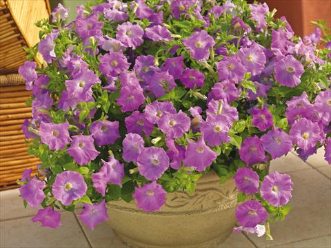 Photos von Blumenvarianten benutzt als: Topf und Beet Petunia milliflora Picobella Cascade Lavender