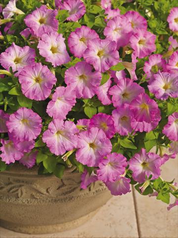Photos von Blumenvarianten benutzt als: Topf und Beet Petunia milliflora Picobella Cascade Pink Glo