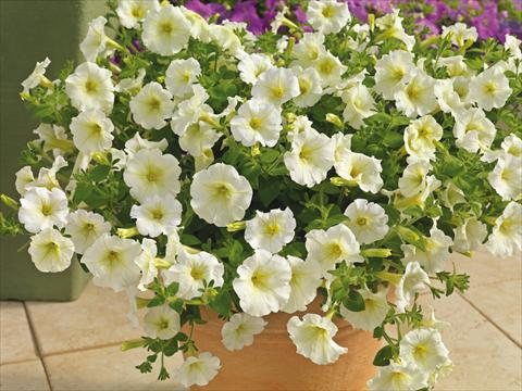 Photos von Blumenvarianten benutzt als: Topf und Beet Petunia milliflora Picobella Cascade White