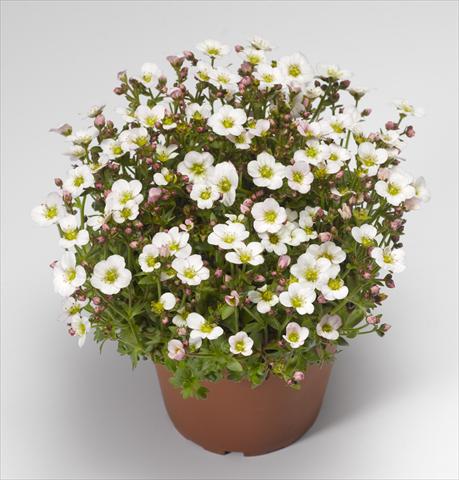 Photos von Blumenvarianten benutzt als: Topf und Beet Saxifraga x arendsii Alpino Early White