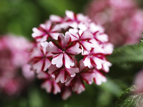 Photos von Blumenvarianten benutzt als: Topf, Terrasse, Ampel. Verbena hybrida Lanai® Candy Cane