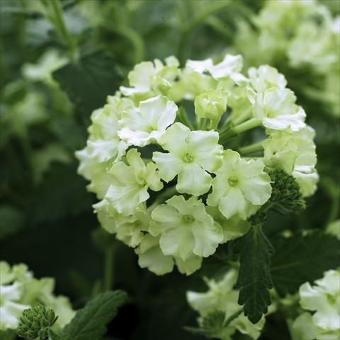Photos von Blumenvarianten benutzt als: Topf, Terrasse, Ampel. Verbena hybrida Lanai® Lime green